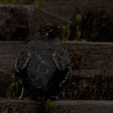 Spruce Grouse