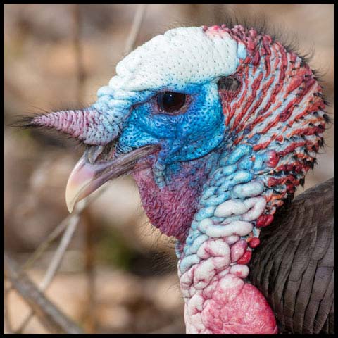 Wild Turkey