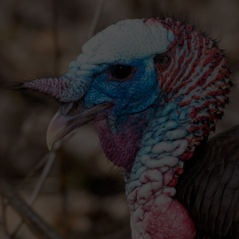 Wild Turkey