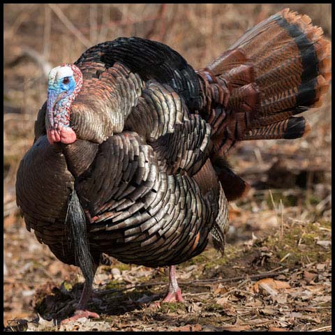 Wild Turkey