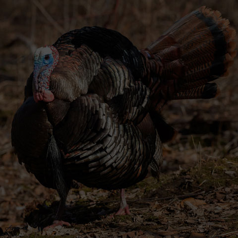 Wild Turkey