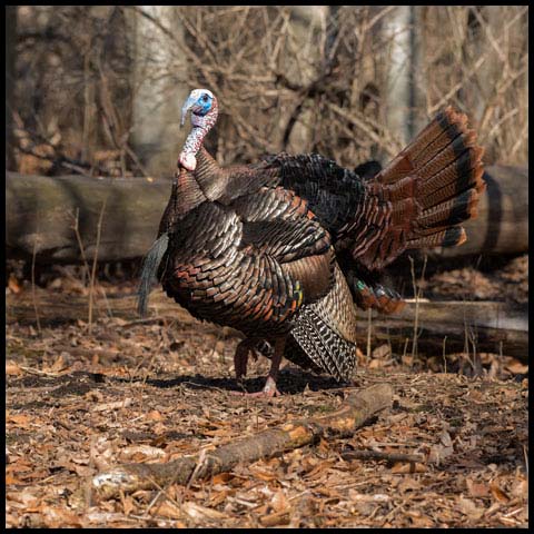 Wild Turkey