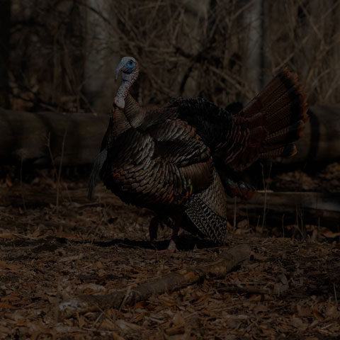 Wild Turkey