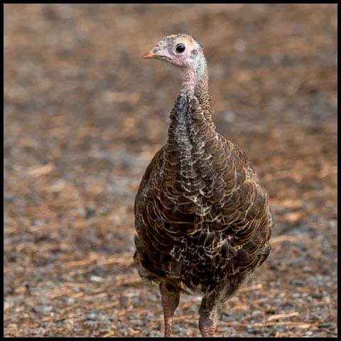 Wild Turkey