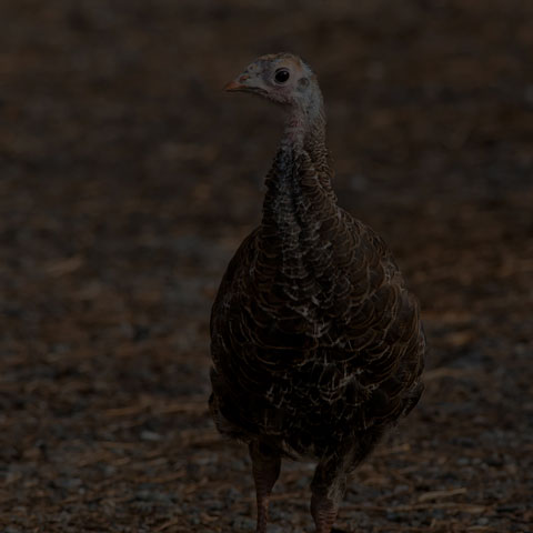 Wild Turkey
