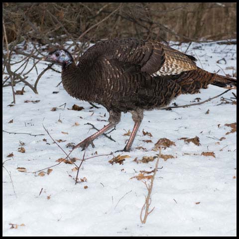 Wild Turkey