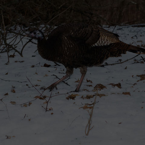 Wild Turkey