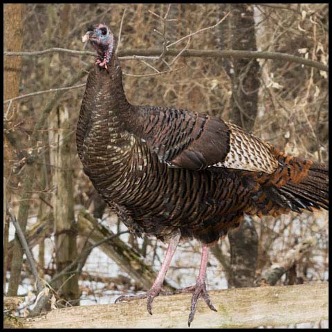 Wild Turkey