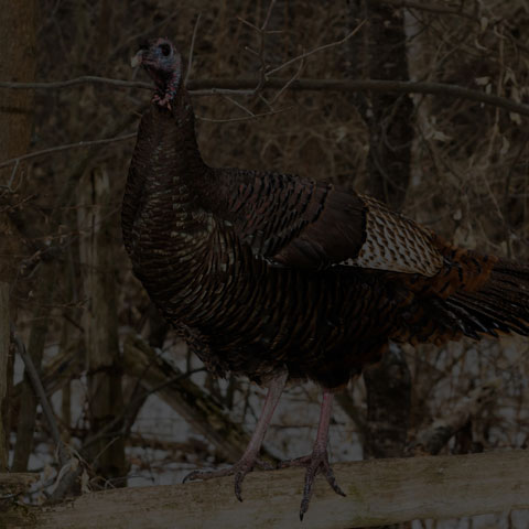 Wild Turkey