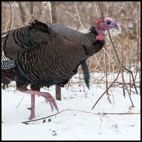 Wild Turkey