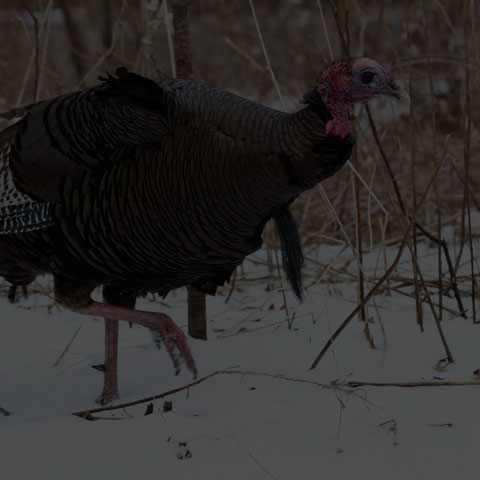 Wild Turkey