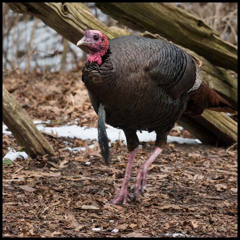 Wild Turkey