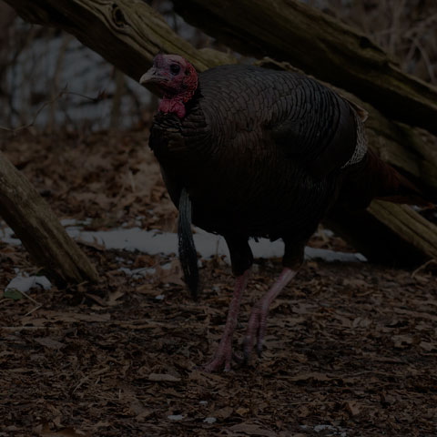 Wild Turkey