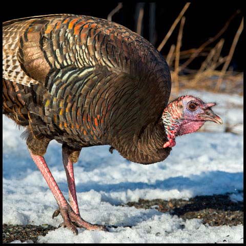 Wild Turkey