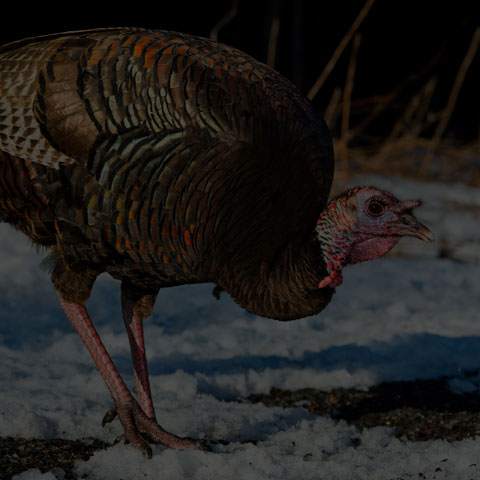 Wild Turkey