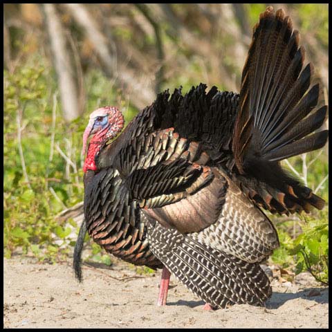 Wild Turkey
