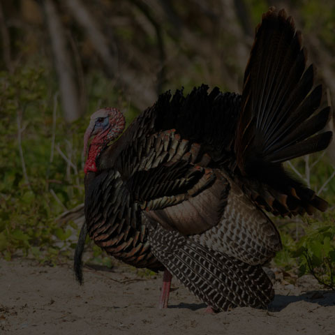 Wild Turkey