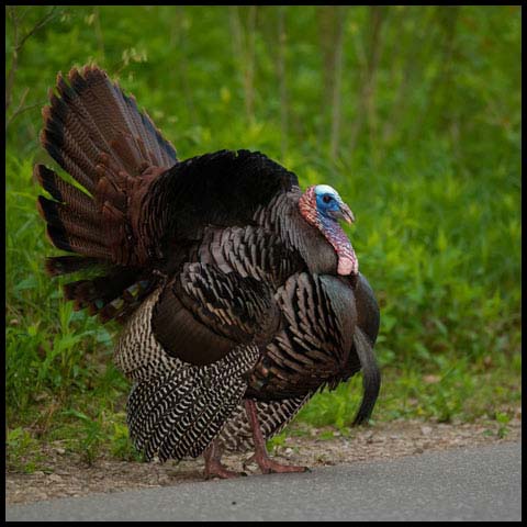Wild Turkey