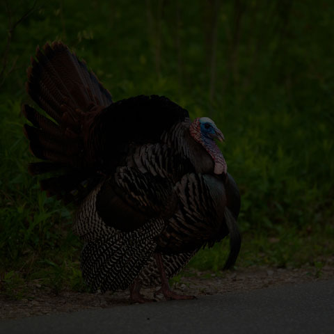 Wild Turkey
