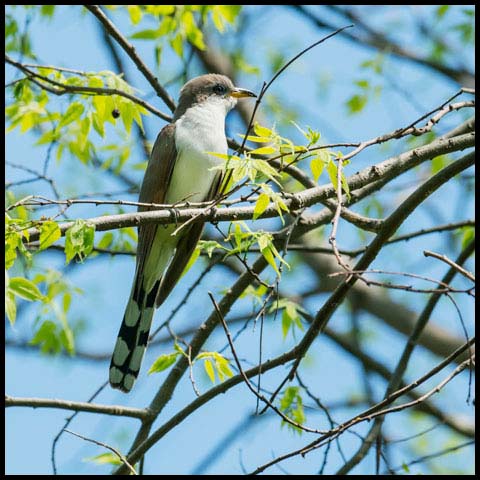 Yellow-billed Cuckoo