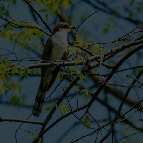 Yellow-billed Cuckoo