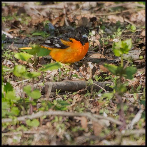 Baltimore Oriole
