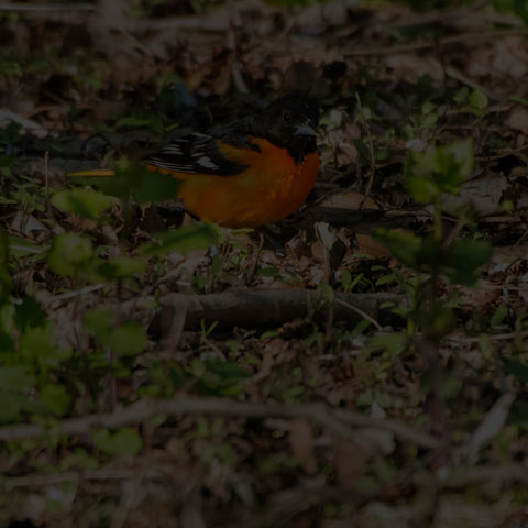 Baltimore Oriole