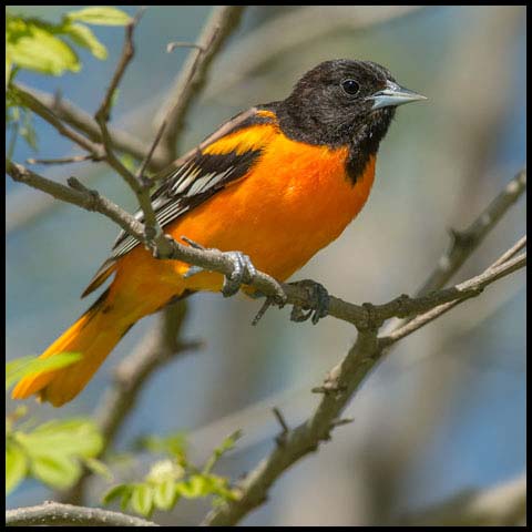 Baltimore Oriole