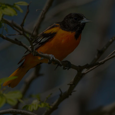 Baltimore Oriole