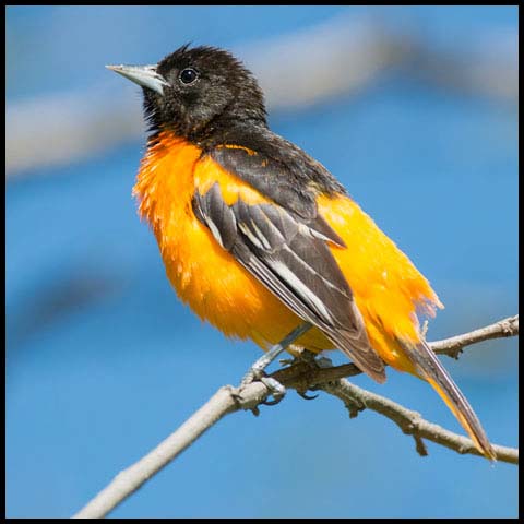 Baltimore Oriole