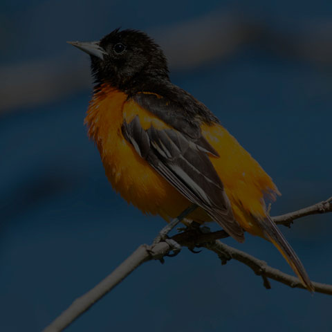 Baltimore Oriole