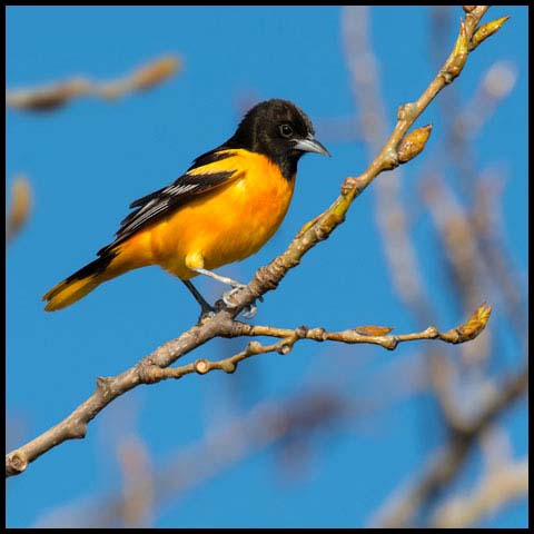Baltimore Oriole