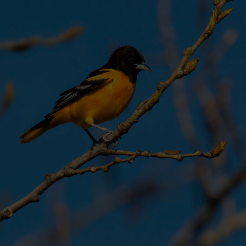 Baltimore Oriole
