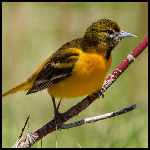 Baltimore Oriole