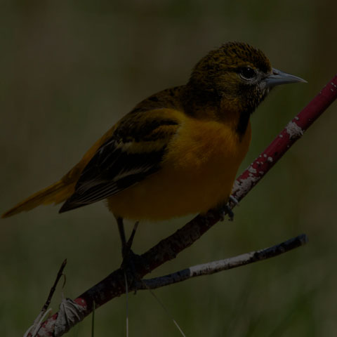 Baltimore Oriole