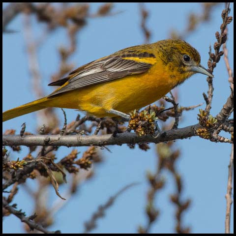 Baltimore Oriole
