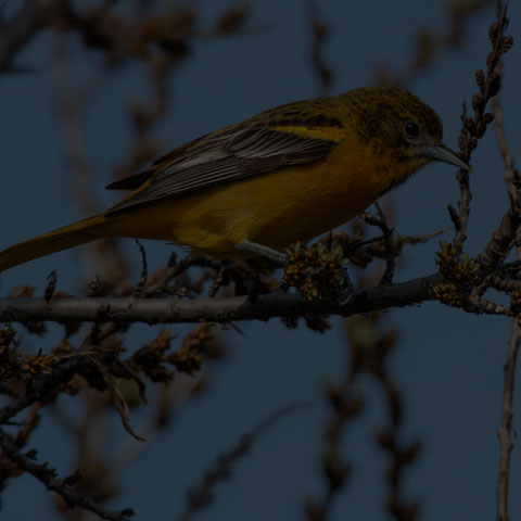 Baltimore Oriole