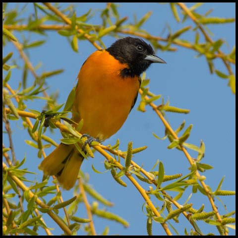 Baltimore Oriole