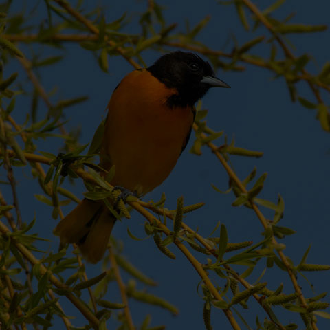 Baltimore Oriole