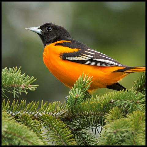 Baltimore Oriole