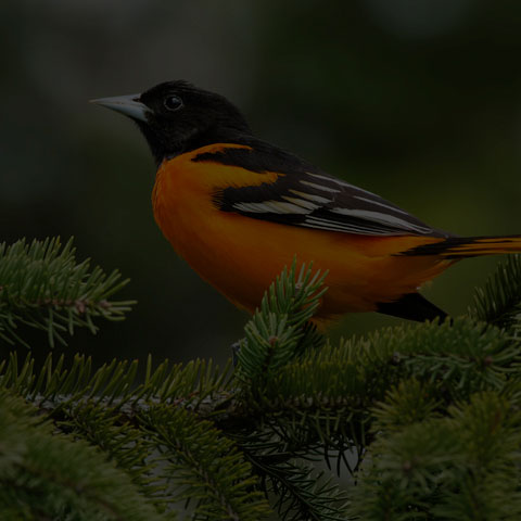 Baltimore Oriole