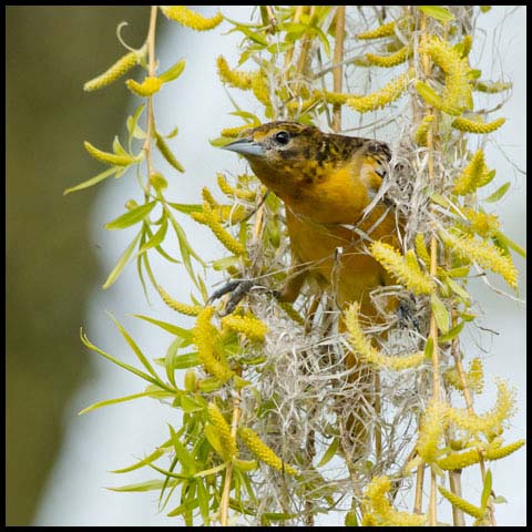 Baltimore Oriole