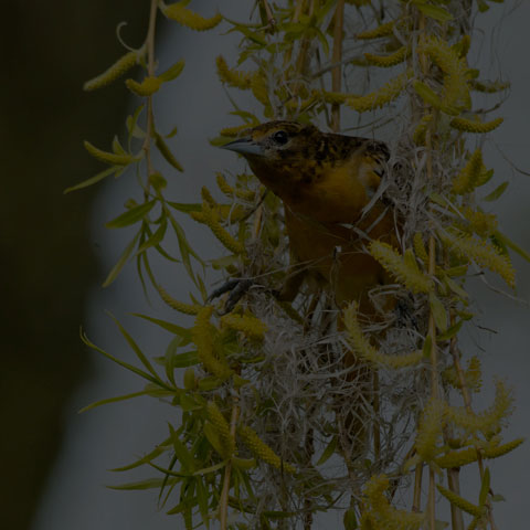 Baltimore Oriole
