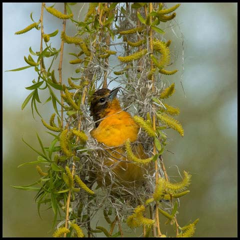 Baltimore Oriole