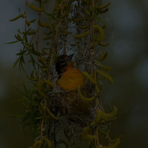 Baltimore Oriole