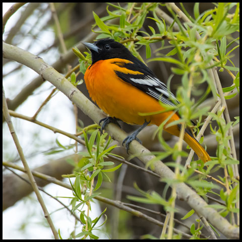 Baltimore Oriole