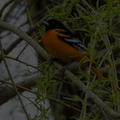 Baltimore Oriole