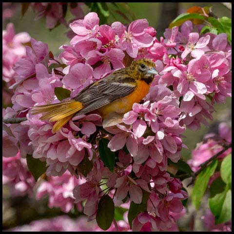 Baltimore Oriole