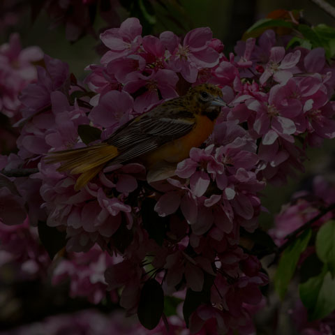 Baltimore Oriole