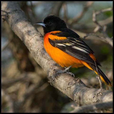 Baltimore Oriole